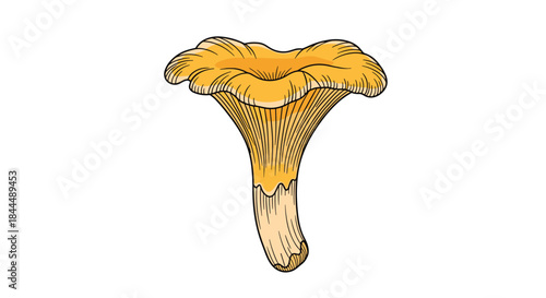 Chanterelle mushroom illustration showing a bright orange cap with wavy edges and ridged stem on a clean white background.