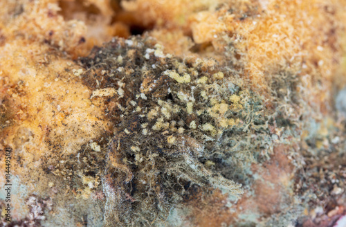 Moldy bread on white background
