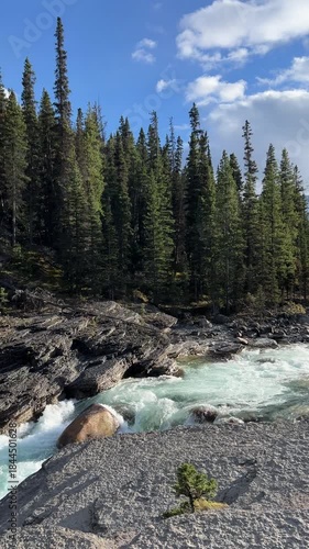 Pan View of Small Stream in Pine Forest in Canada. Vertical Footage