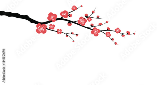 Minimalist illustration of a single dark branch with beautiful red plum blossoms, isolated against a simple white background.