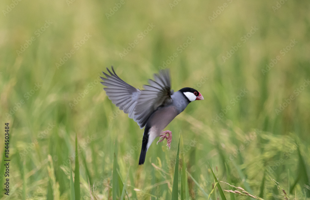 Obraz premium Java sparrow They live in rice fields and usually live in flocks. They were originally native to Java and Bali. 