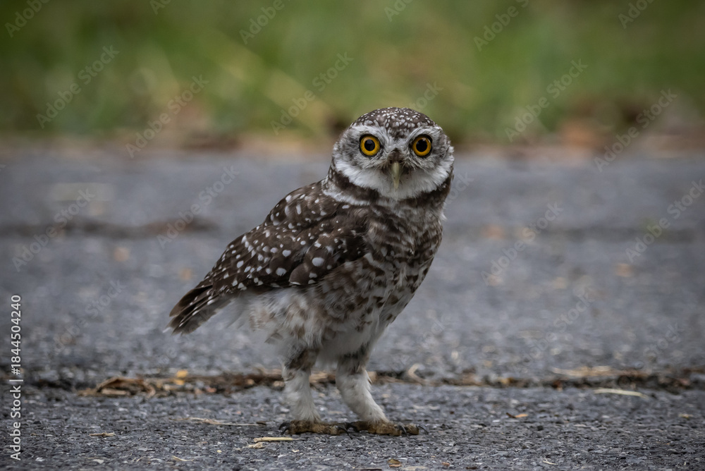 Obraz premium Spotted owlet (Athene brama) It is a type of bird of prey such as an owl. that can be found in Thailand