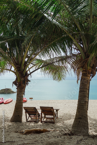 Tropical beach scene with beach loungers and palm trees. Beach with sun loungers casting long shadows on sand. Sun loungers and clear blue sky, perfect for relaxation.