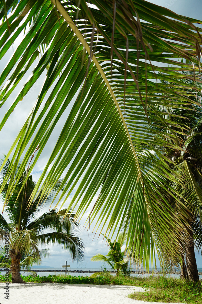 Fototapeta premium Coconut palm tree on blue sky background. Summer beach tropical sea and ocean paradise sunshine for vacations relaxation at Koh Phangan Island, Thailand