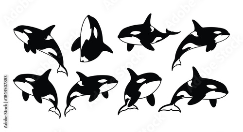 Silhouette depictions of orcas in various poses and groupings black and white