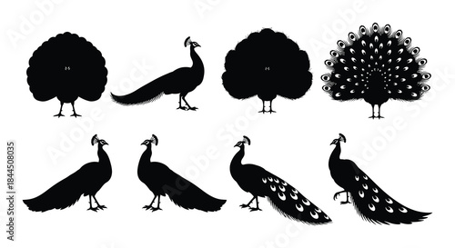 Elegant peacock silhouettes a collection of striking bird designs in black and white