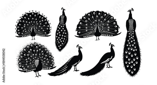 Elegant peacock silhouettes a collection of striking bird designs in black and white