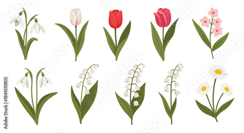 A lovely collection of delicate spring flowers, featuring tulips, snowdrops, lily of the valley, and daisies. This elegant botanical vector set is isolated on a white background for nature designs.