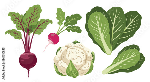 A set of fresh, textured illustrations of root vegetables and greens, including beetroot, radish, cauliflower, and lettuce. This healthy food vector collection is isolated on a white background.