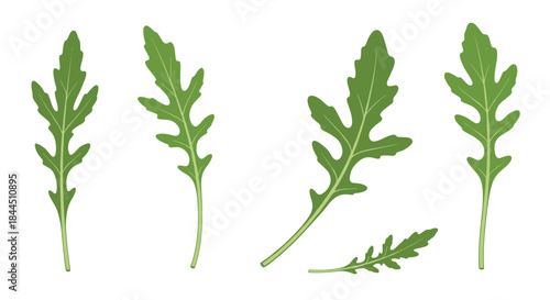A set of fresh green arugula leaves in various positions, isolated on a white background for culinary designs. This realistic vector illustration is perfect for salad and healthy eating concepts.