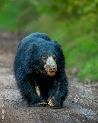 The Sri Lankan sloth bear  - Melursus ursinus inornatus
