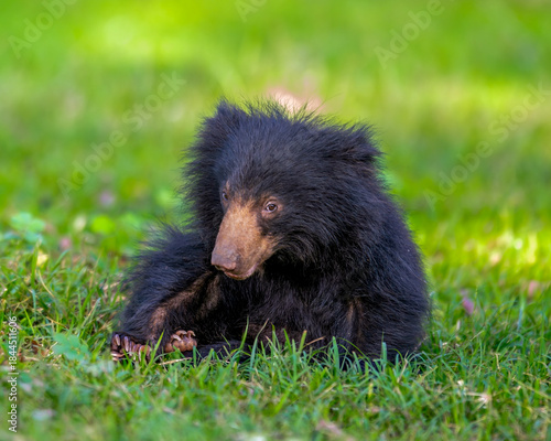 The Sri Lankan sloth bear  - Melursus ursinus inornatus