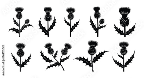 Collection of black silhouette thistle plants with detailed spiny leaves