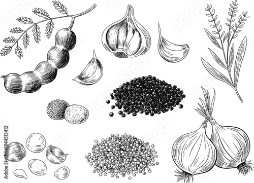 Detailed Vintage Engraving Set of Hand-Drawn Spices and Ingredients, Including Garlic, Onions, Black Pepper, Tamarind Pods, and Herbs for Food and Culinary Design Vector.
