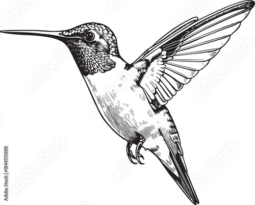 Hummingbird in Flight: This monochrome illustration captures the dynamic essence of a hummingbird suspended in mid-air.