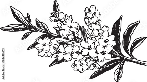 Flower branch vector illustration in sketch style. Black and white floral set offering a simple yet elegant design for various uses.