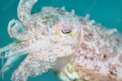Cuttlefish in the Lembeh Strait, Sulawesi, Indonesia