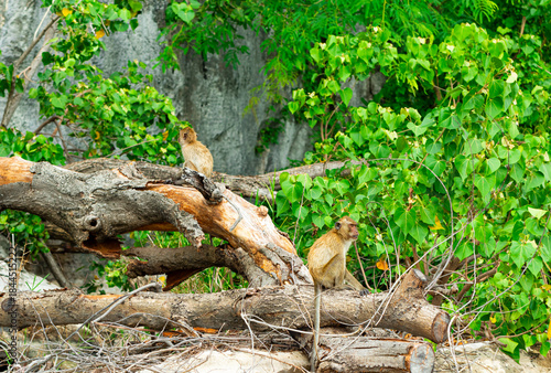 Macaca fascicularis. Wild monkeys are sitting on log looking for food in the river.