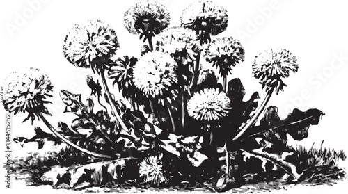 Dandelion flower illustration in black and white. Vintage hand-drawn botanical illustration set with details of the plant, leaves, and roots.
