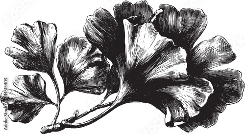 Ginkgo leaf illustration. Detailed black and white vector illustration showcasing a botanical design in a vintage style.