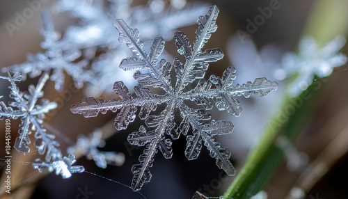 Snow Crystal on Icy Branch