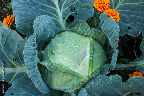 Wallpaper Mural a head of cabbage grows in a garden bed after the rain Torontodigital.ca