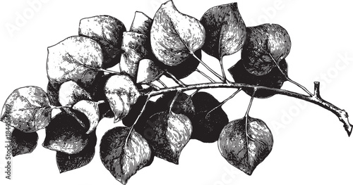 Vintage botanical leaf illustration in black and white. This detailed graphic design features a simple vector style with an elegant branch and natural elements in a set.