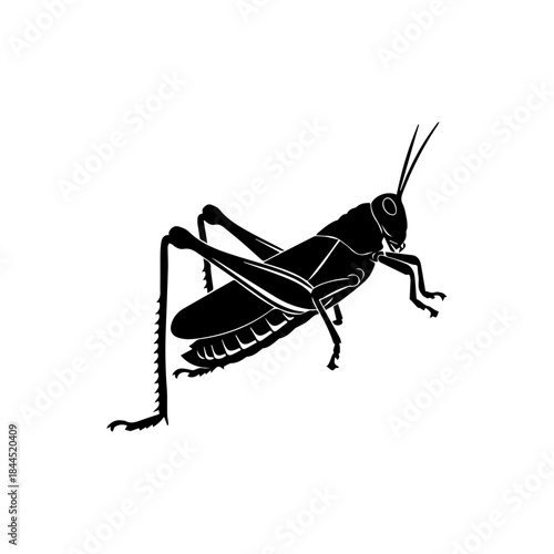 Detailed black silhouette illustration of a grasshopper on a white background, showcasing its distinct insect features.