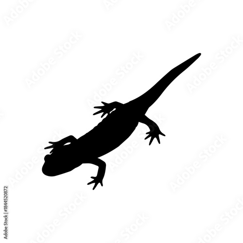 Black silhouette of a salamander or newt, a small lizard-like amphibian, isolated on a white background, viewed from above.