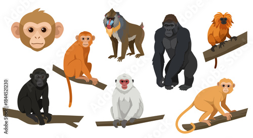 A vibrant collection of diverse monkey and ape species, illustrated in a charming vector style, showcasing various primates in natural poses.