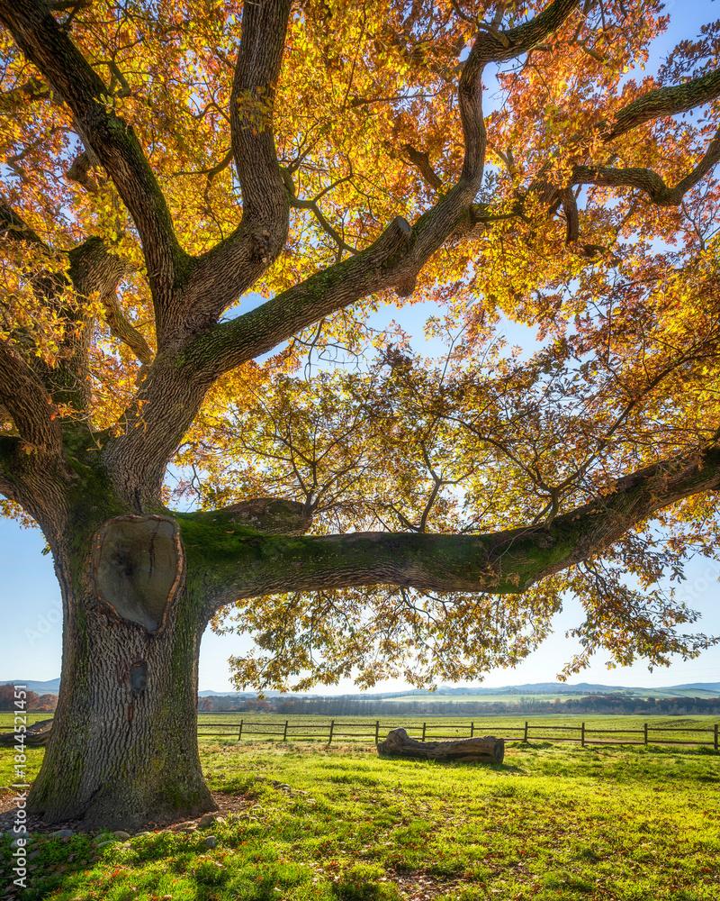 Fototapeta premium Ancient Oak Tree in Autumn Landscape near Pienza, Tuscany, Italy