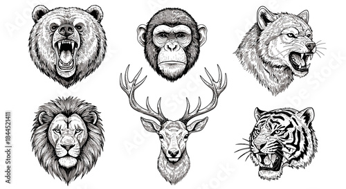 Detailed black and white sketch illustrations of various wild animal heads including a bear, monkey, wolf, lion, deer, and tiger.