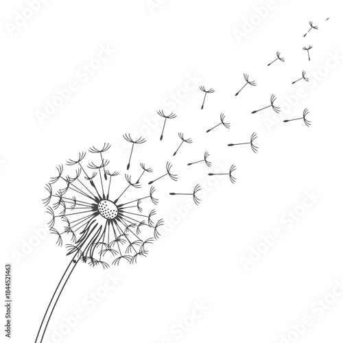 Hand drawn line art illustration of a dandelion puffball with seeds blowing in the wind on a white background, nature concept.