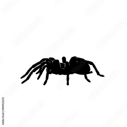 A black silhouette of a tarantula spider on a plain white background, viewed from the front, showcasing its eight legs.