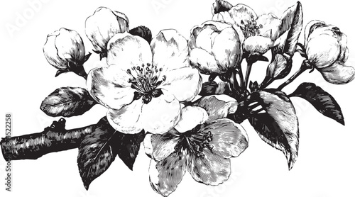 Detailed hand-drawn illustration of a flower branch with white blossoms and leaves. Monochrome vector art suitable for decorative use.