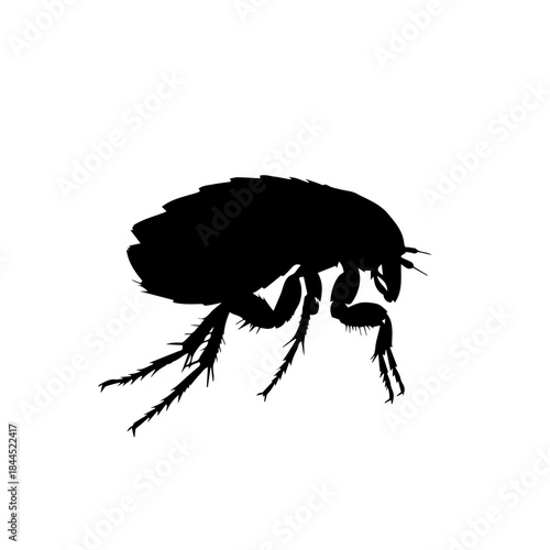 Black silhouette of a flea, a small parasitic insect, on a white background, showing its distinctive body shape and legs.