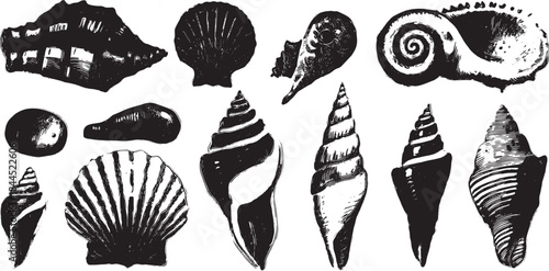 Set of various seashells illustrated in black and white. The vector illustration showcases unique shapes and detailed textures of marine life.