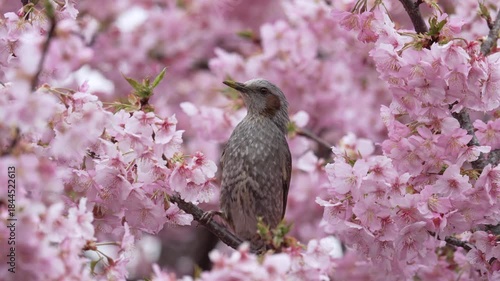 Japanese brown-eared bulbul sucking nectar Kawazu cherry blossoms