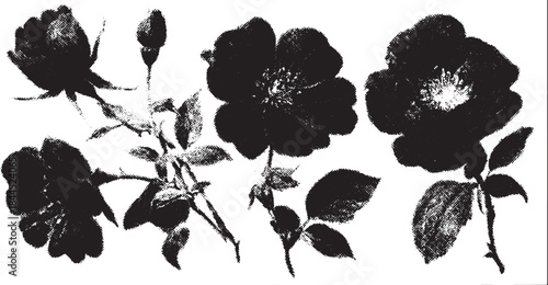 Rose botanical illustration in black. Elegant floral vector set featuring detailed petals and leaves arranged artfully.
