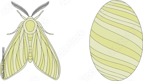Yellow Moth and Striped Oval Shape on White Background Keywords: moth insect butterfly lepidoptera wing antenna nature wildlife
