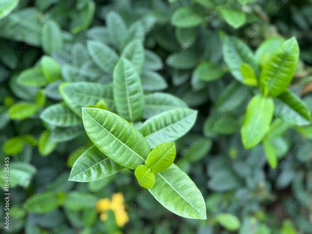 Obraz premium fresh green leaves