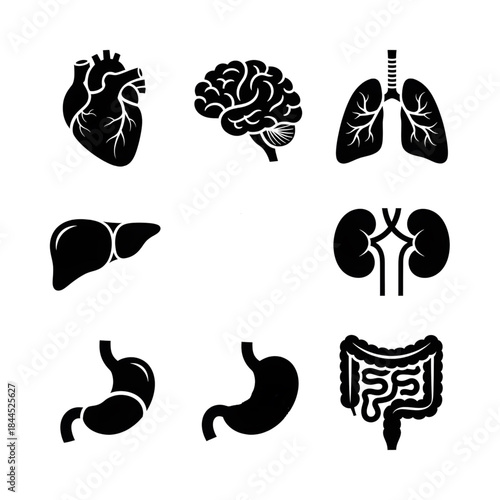 Anatomical Icons A Collection of Black and White Medical Organ Illustrations for Design and Education