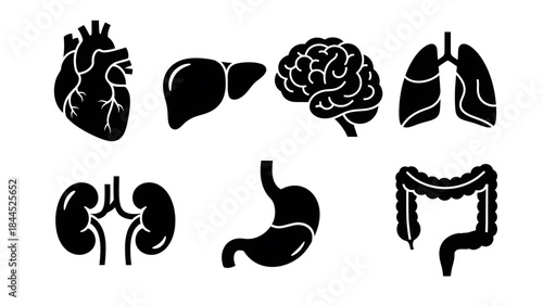 Collection of human organ icons featuring the heart, liver, brain, lungs, kidneys, stomach, and intestines