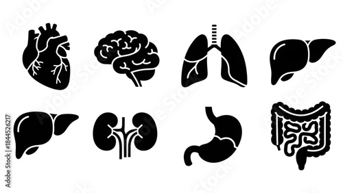 Vector silhouettes of essential human internal organs, including heart, brain, lungs, liver, stomach, and kidneys, suitable for medical, health, and anatomy illustrations