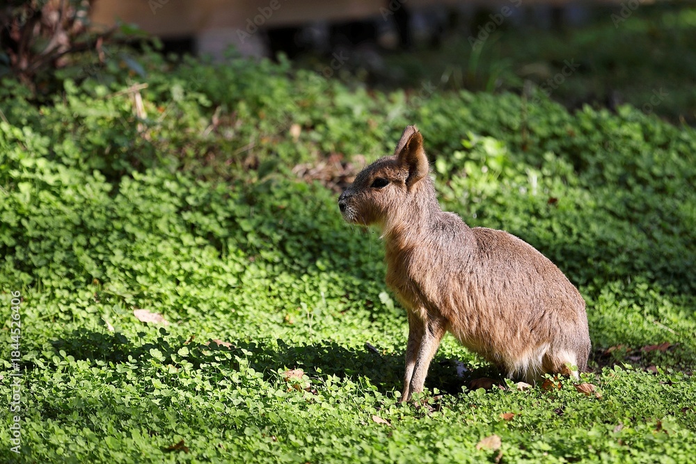 Fototapeta premium 草の上に座り太陽を浴びるマーラ