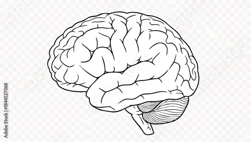 Human Brain Anatomy Medical Illustration.