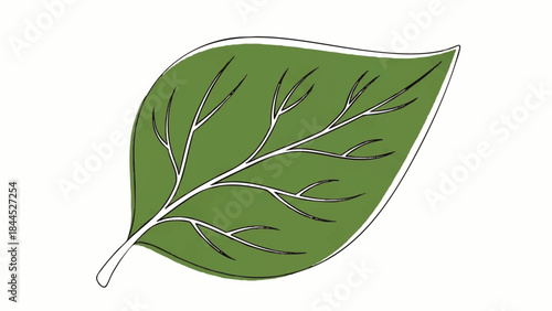 Green leaf with white veins isolated.