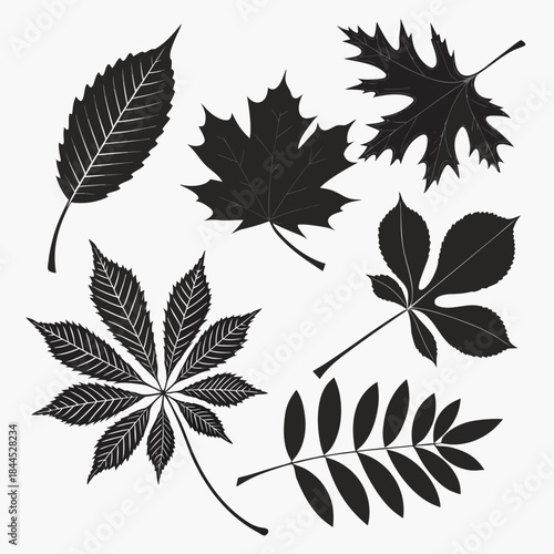 Black leaf silhouettes of maple oak chestnut and ash trees