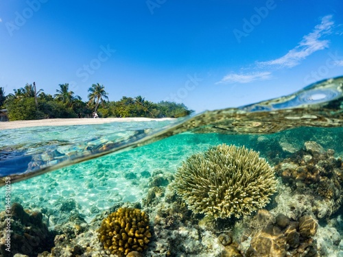 récif de corail  tropical en mi air mi eau