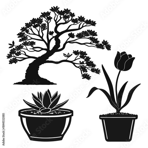 Black silhouettes of bonsai tree succulent and tulip in pots
